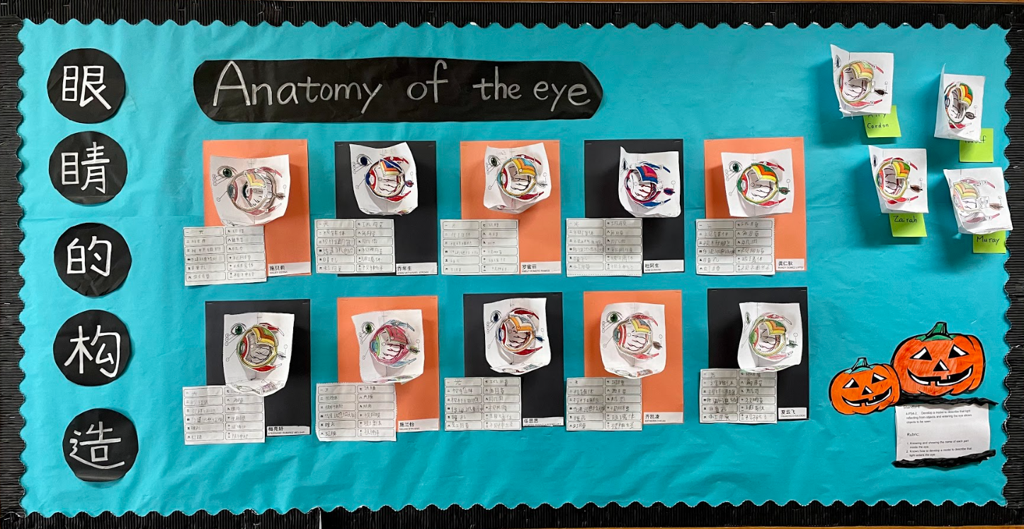 Anatomy of the eye 1.png