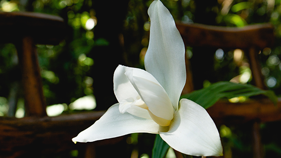 Monja Blanca - National Flower of Guatamala.png