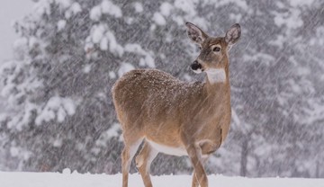 stillness in the snow