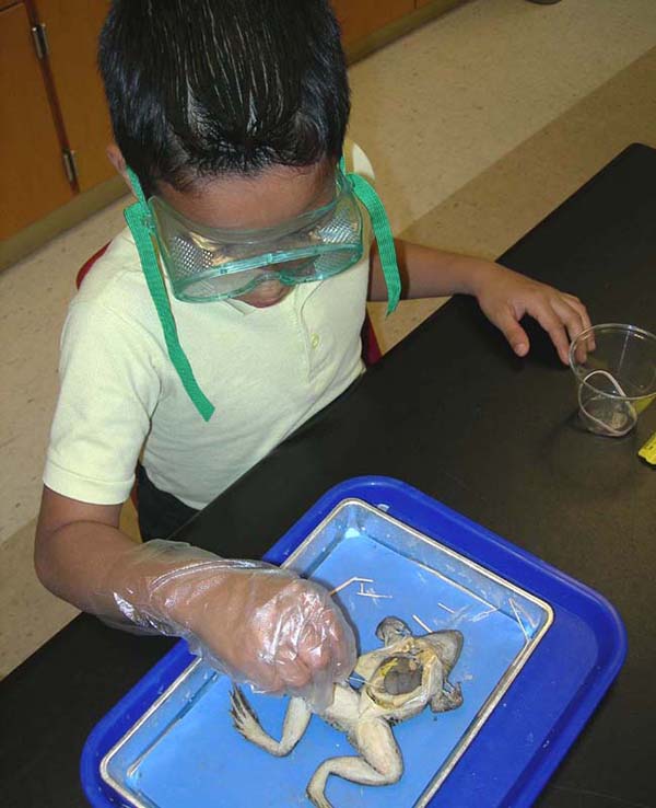 science-student-dissecting-a-frog.jpg