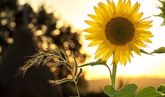 T-sunflower-sun-summer-yellow.jpg